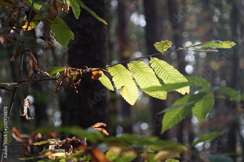 Stimmungsvolle Waldlandschaft: Sonnenlicht auf Kastanienblättern photo