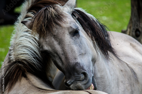 portrait of a horse