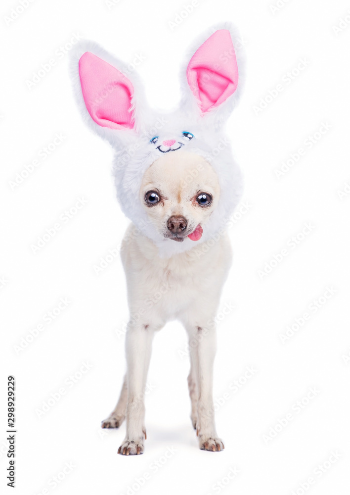 Cute chihuahua wearing bunny ears isolated on a white background studio shot