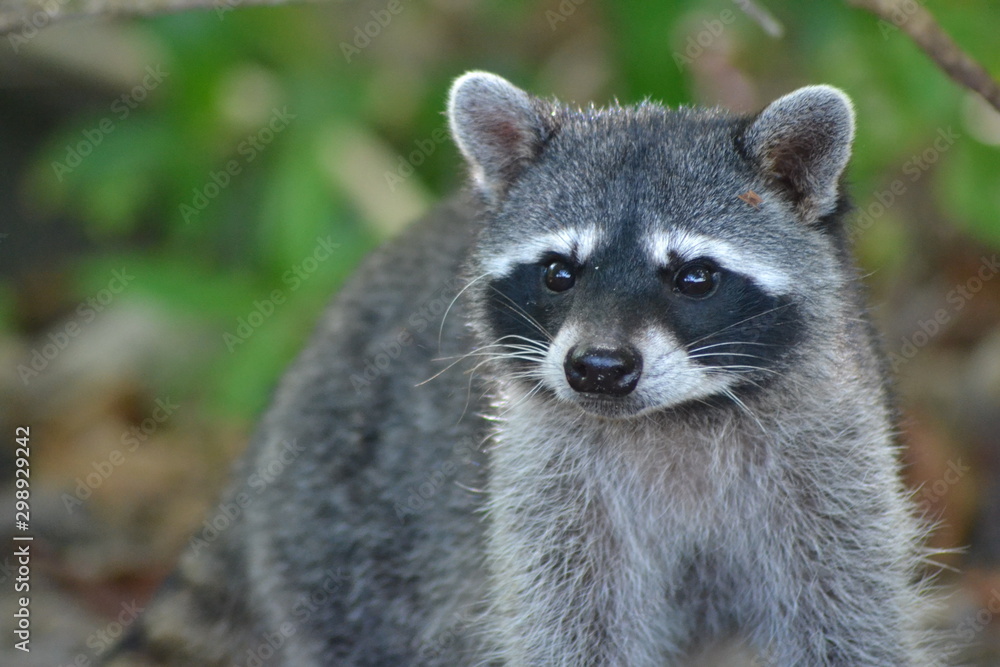 Naklejka premium raton laveur costa rica