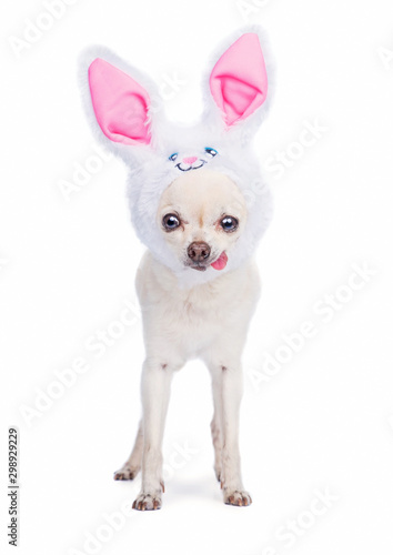 Cute chihuahua wearing bunny ears isolated on a white background studio shot