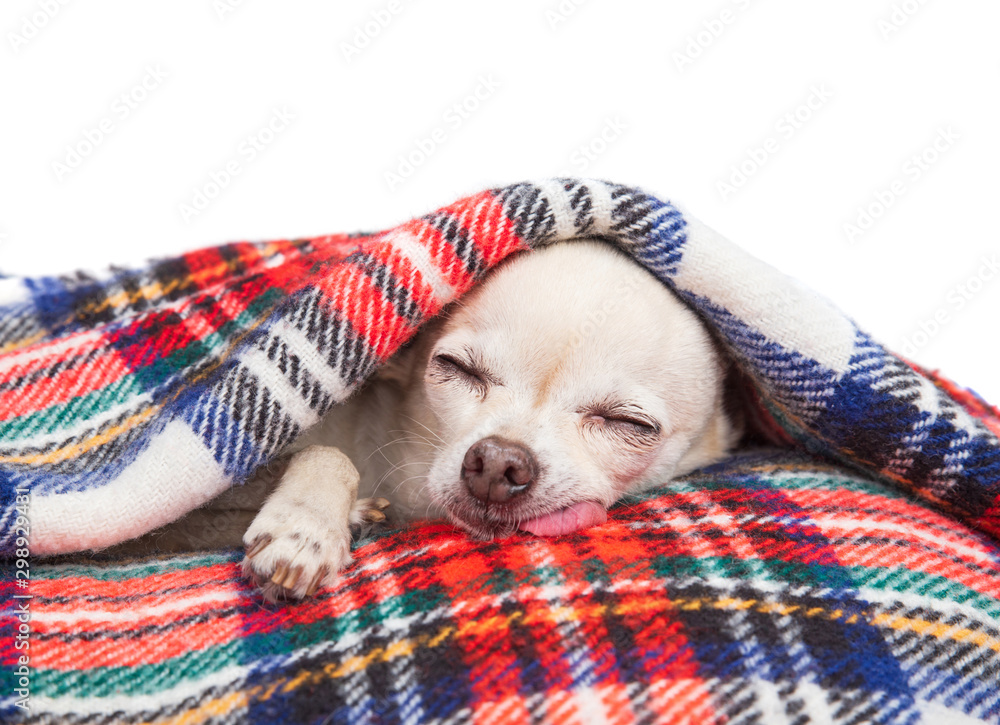 Why Do Chihuahuas Like To Sleep Under Blankets