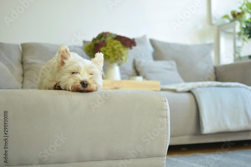white dog in living room with autumn mood