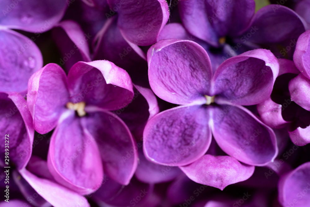 Fresh lilac flowers - obrazy, fototapety, plakaty 