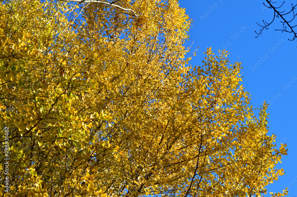 青空を背景にして、黄葉したイチョウの樹の梢を撮影した写真