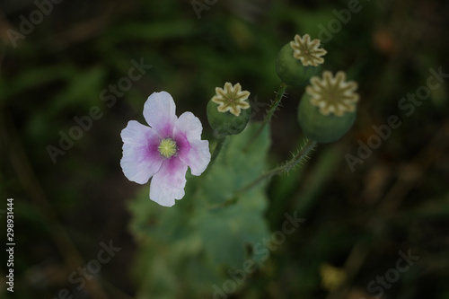 poppy plant 