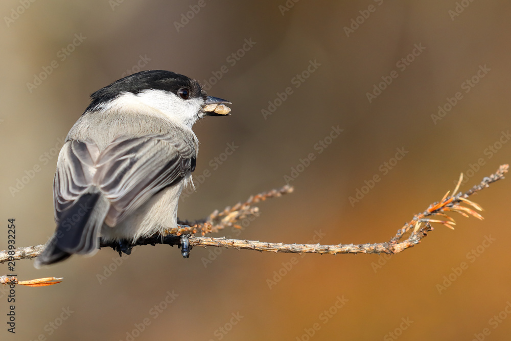 Naklejka premium willow tit is black and white bird