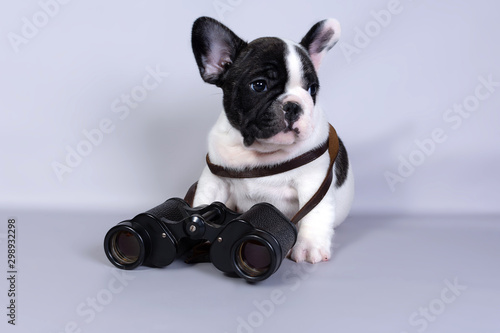 Fototapeta Naklejka Na Ścianę i Meble -  French bulldog puppy with binoculars on grey background. The concept of travel