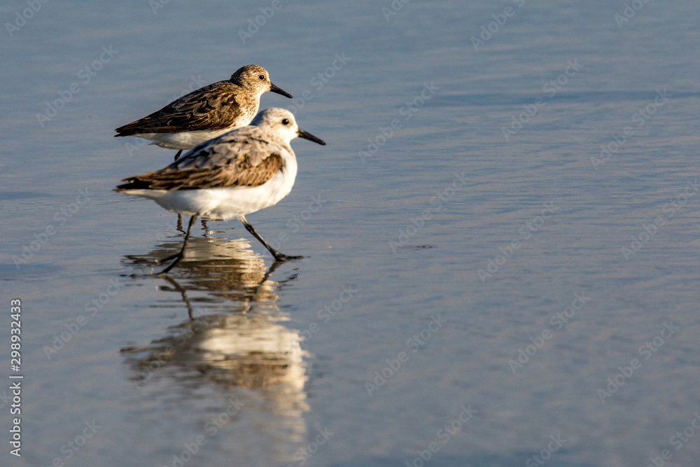 Sandpiper Bird on the beach reflected in Water Sandpiper Bird on the beach reflected in Water