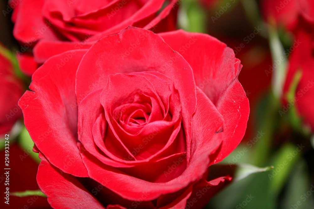 red rose red rose
