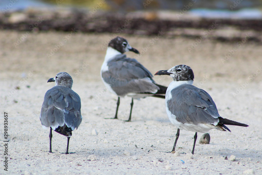seagulls on the beach seagulls on the beach