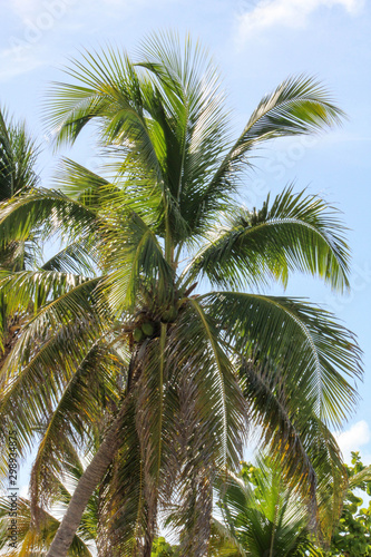 Palm Tree in the Blue Sky © Debra