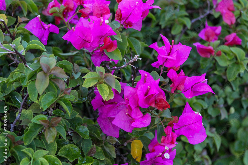 flowers in the garden flowers in the garden