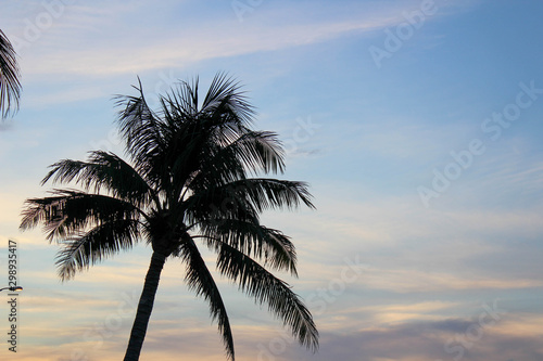 Palm Tree with 