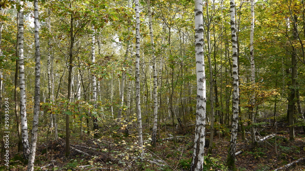 Birken im Wald Birken im Wald