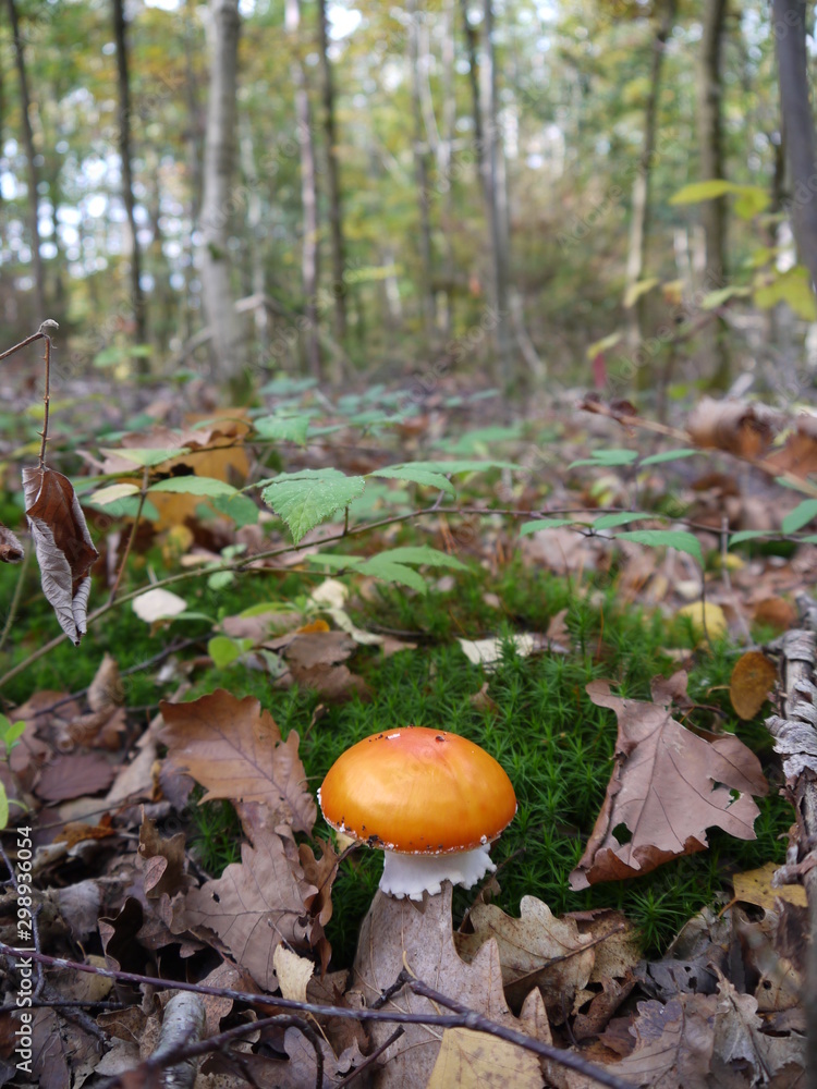 Birken im Wald Birken im Wald