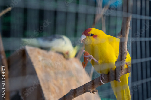 Yellow parrot eats carrot sitting on a branch