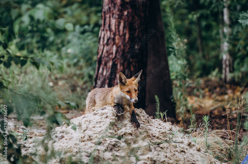 Fototapeta premium fox in the forest,sitting on grass