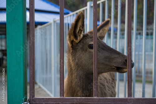 Little deer behind bars in a zoo