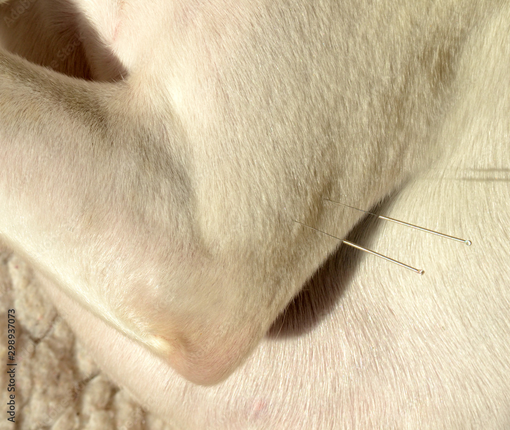 Closeup on the let foreleg of a white dog, the dog has acupuncture needles on the leg's triceps muscle