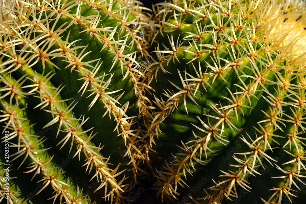 JARDIN DE CACTUS by Cesar Manrique on Lanzarote JARDIN DE CACTUS by Cesar Manrique on Lanzarote