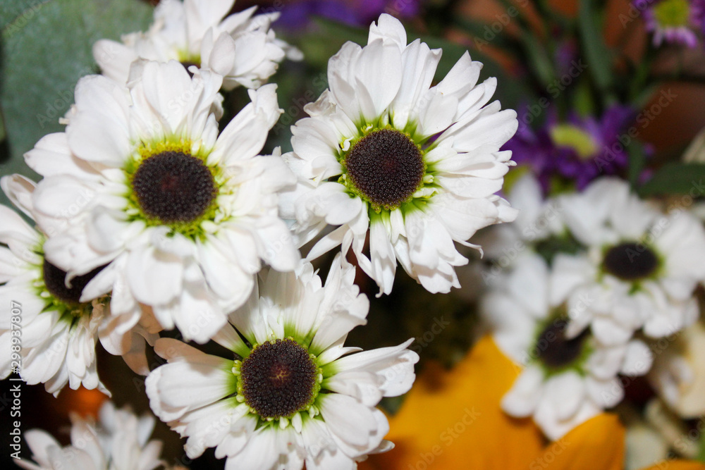 Obraz premium Daisy Bunch