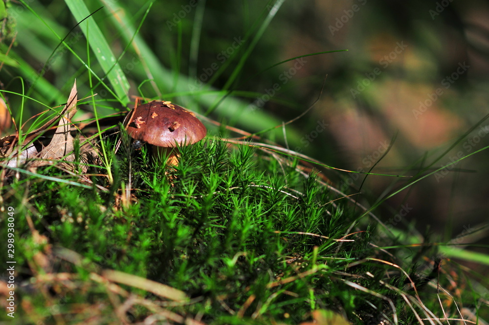 Imleria badia, commonly known as the bay bolete, Edible fungus in the forest Imleria badia, commonly known as the bay bolete, Edible fungus in the forest