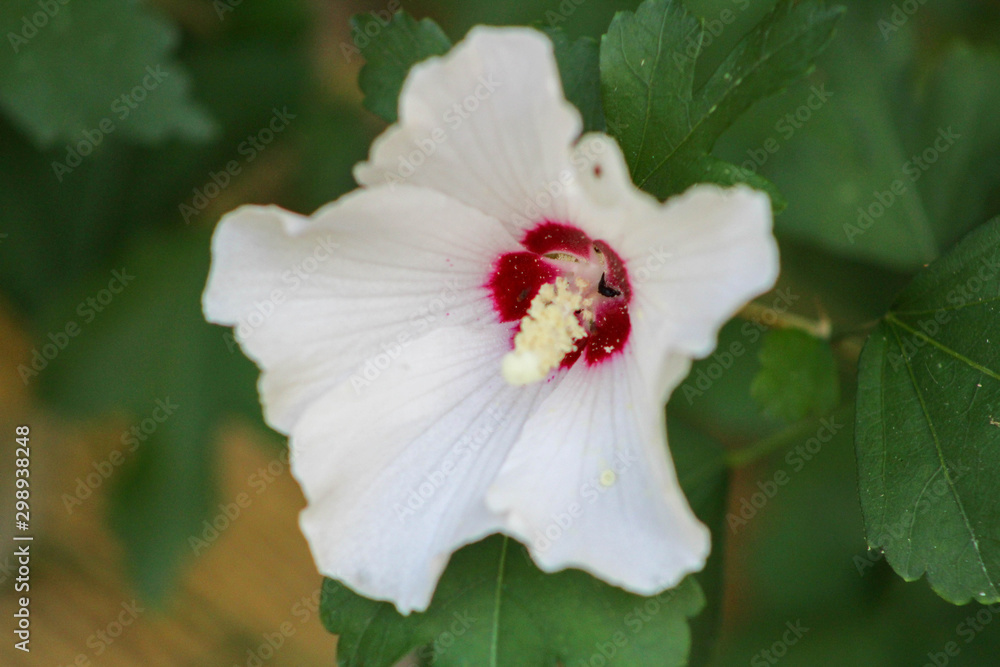 Close up if white and red flower Close up if white and red flower