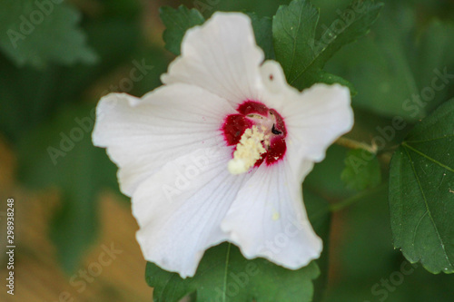 Close up if white and red flower
