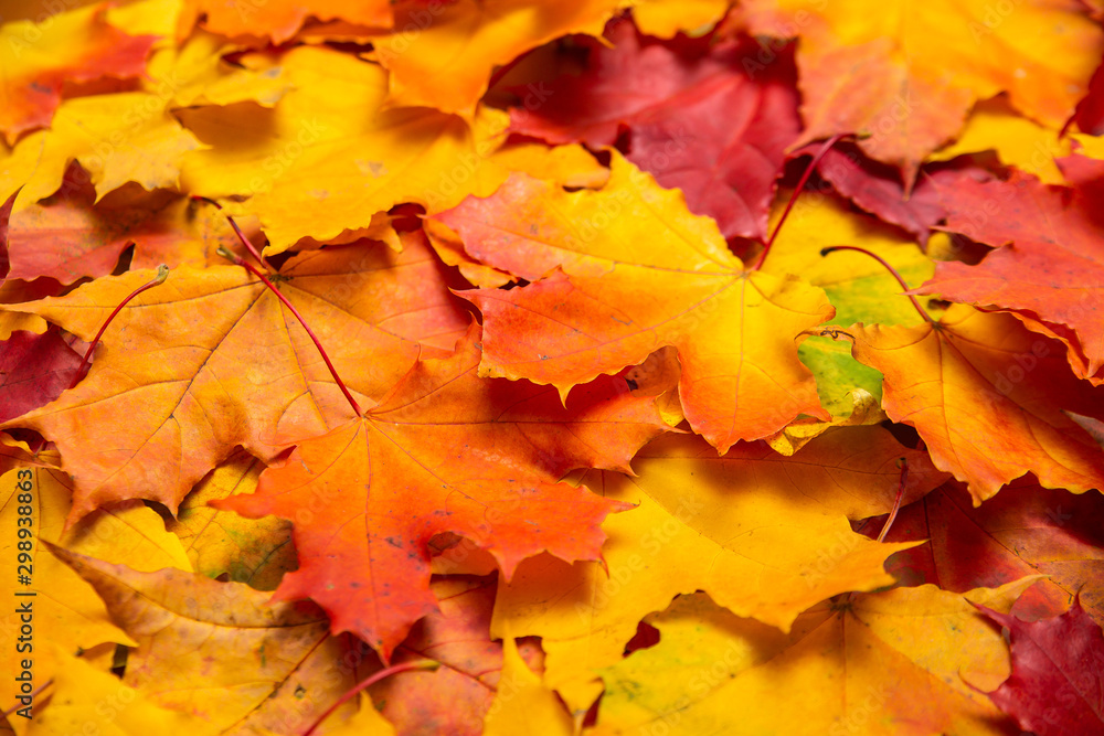 autumn orange maple leaves background