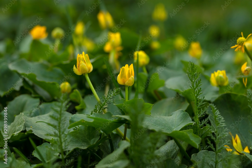 In the spring, bright yellow flowers of the swimsuit decorate the green lawns. In the spring, bright yellow flowers of the swimsuit decorate the green lawns.