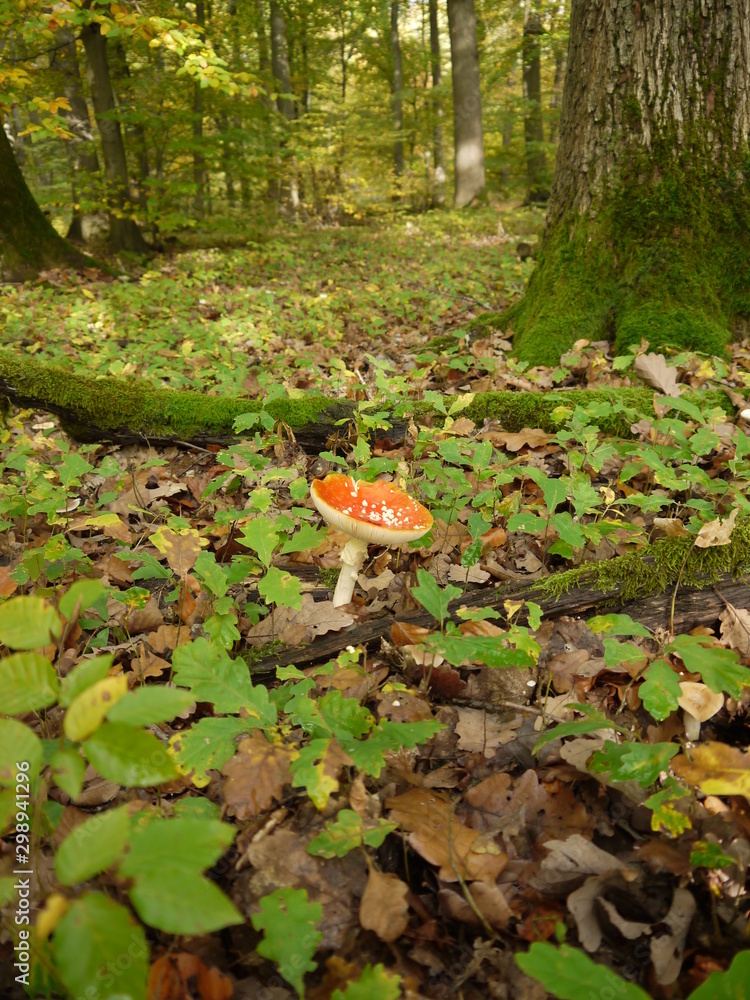 Der Fliegenpilz im Herbst Der Fliegenpilz im Herbst