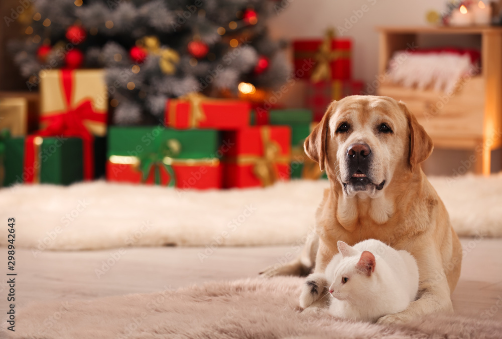 Adorable dog and cat together at room decorated for Christmas. Cute pets - obrazy, fototapety, plakaty 