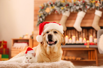 Adorable dog and cat wearing Santa hats together at room decorated for Christmas. Cute pets
