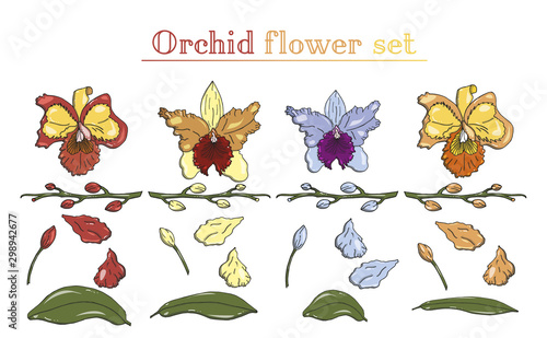 Vector floral bouquet design. Beautiful and bright element set of orchid flowers. Vector isolated on white. Orchid flower constructor, different colours. 