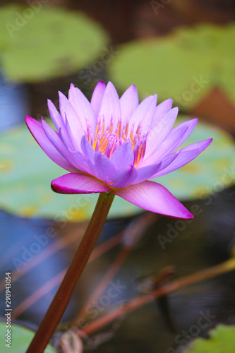 Wallpaper Mural A Purple Lotus Flower Torontodigital.ca