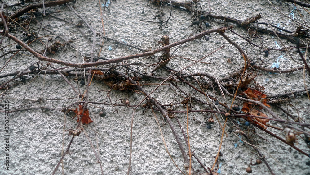 ant on tree ant on tree