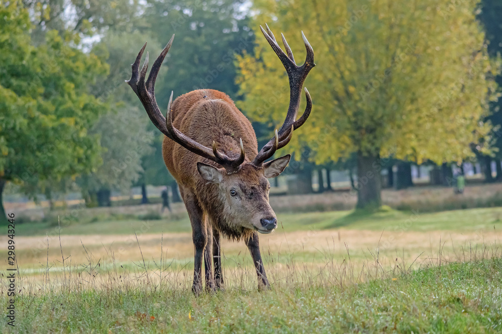 Red Derer Stag Eye to Eye