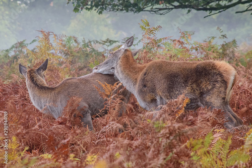 A pair of Red Deer Hinds ,one leans against the other's back in the deep ferns