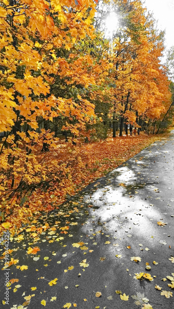 Autumn tree leaves yellow Autumn tree leaves yellow