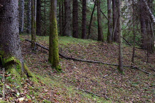 Focus stacking of the spruce forest on the edge of an old ravine