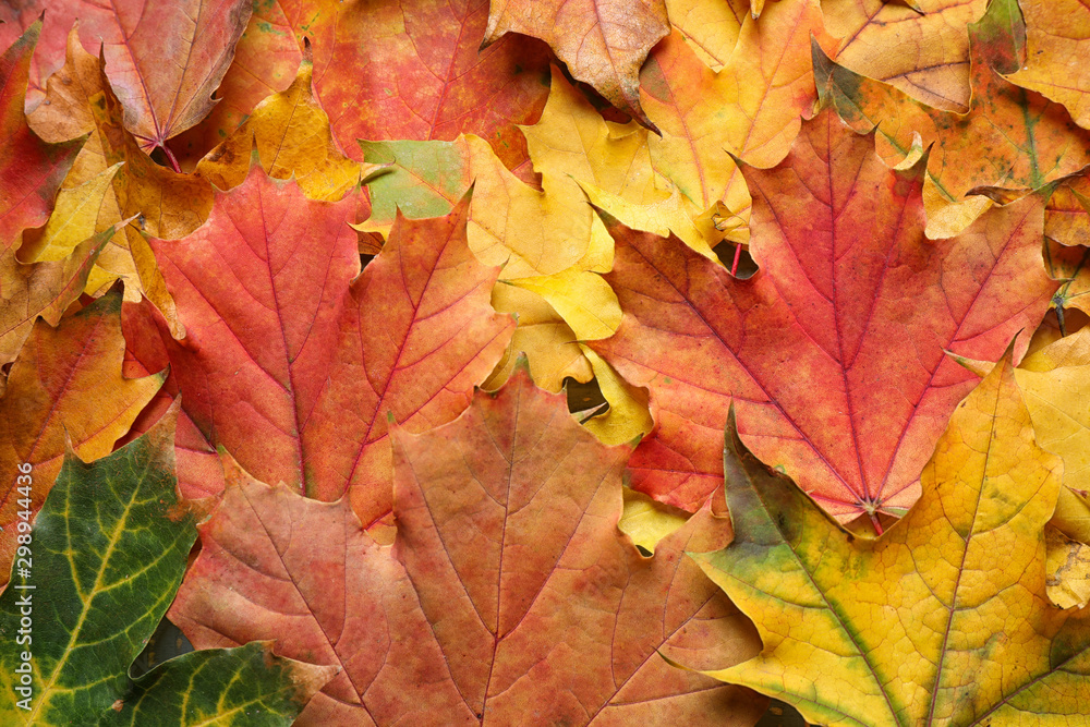 Colorful autumn leaves as background, top view Colorful autumn leaves as background, top view