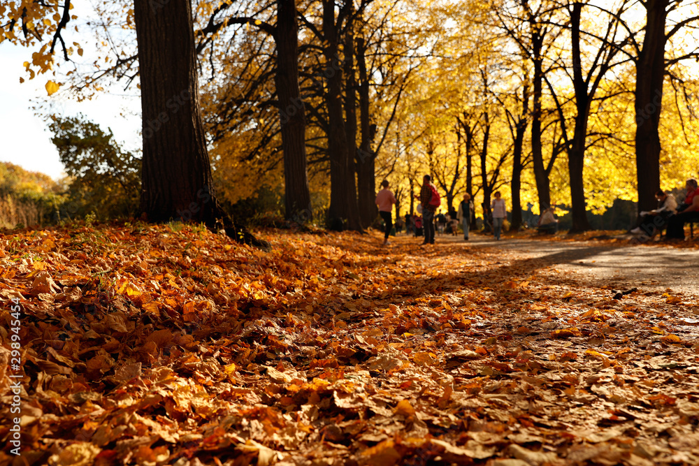 Beautiful fallen golden leaves in park. Autumn season Beautiful fallen golden leaves in park. Autumn season