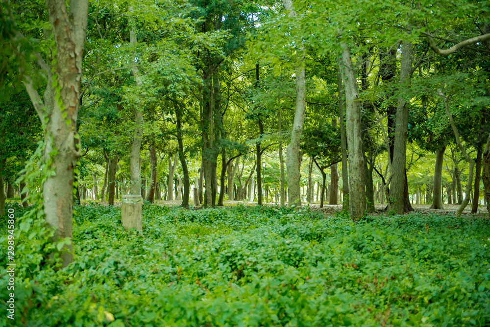 Obraz premium 오사카공원