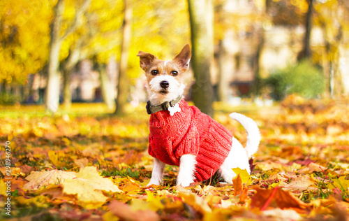 Funny dog Jack Russell Terrier sitting in the leaves in the park on a fall day. An animal in a sweater, on the street in a square. Autumn mood. Dog parson terrier plays in maple red and yellow leaves.