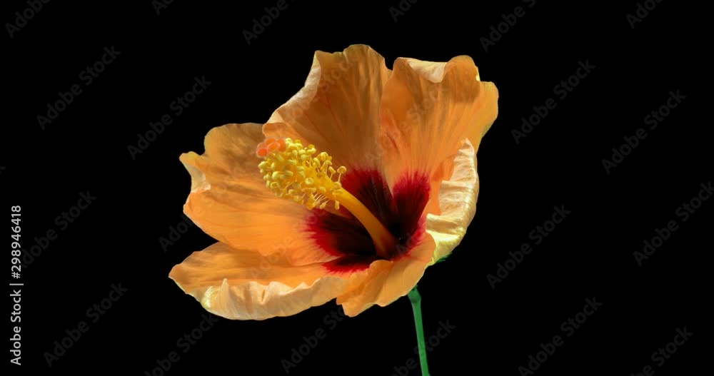 Timelapse of the hibiscus flower blooming on a black background