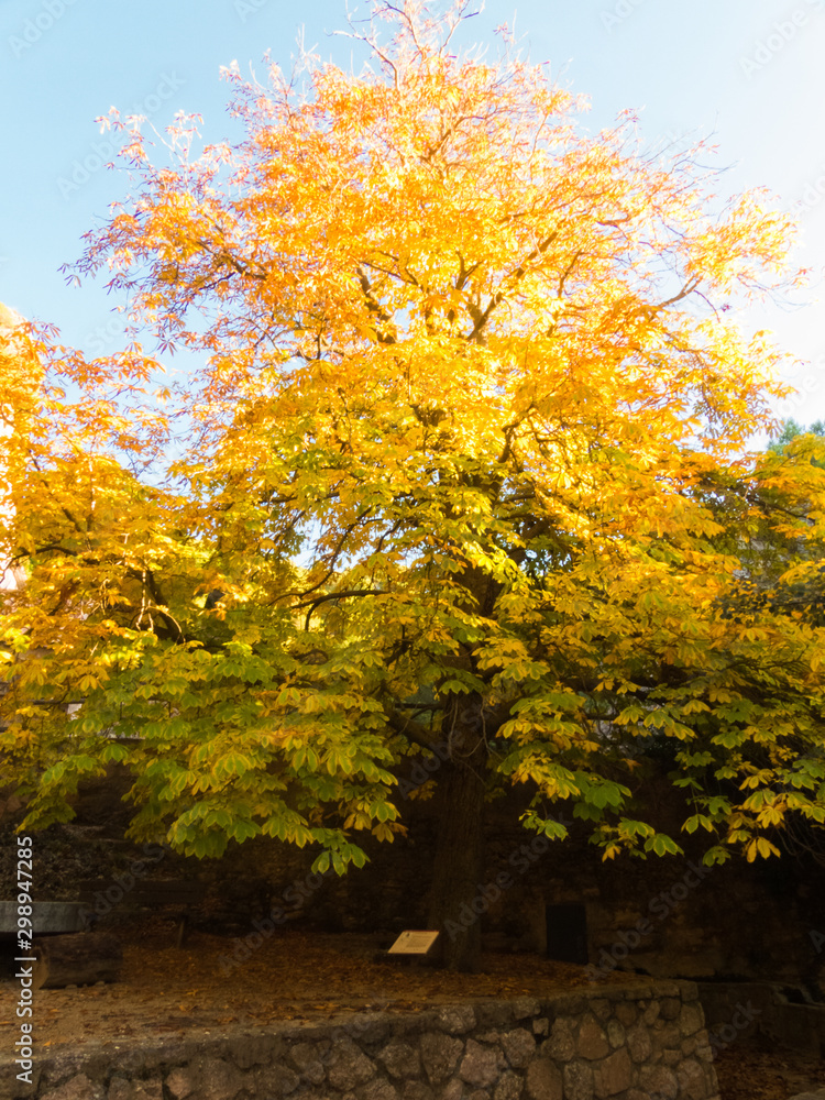 Chestnut tree in autumn with yellow leafs in a park.
