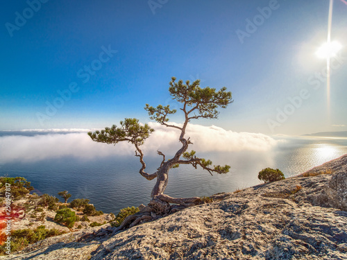 Beautiful pine on the rock.