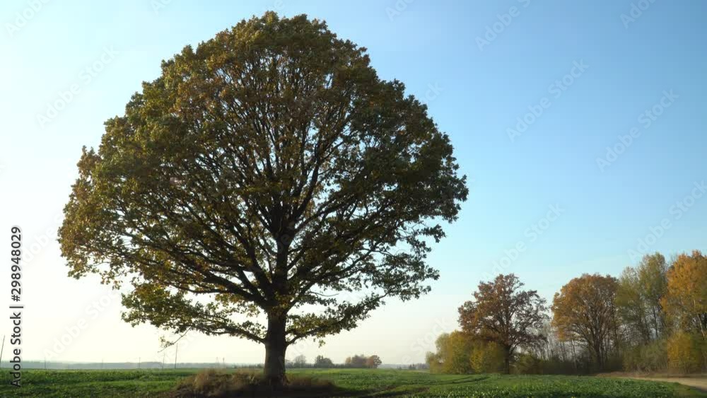 Impressive landscape with a big oak tree foliage in the autumn season. Symbol of Latvia folk. Impressive landscape with a big oak tree foliage in the autumn season. Symbol of Latvia folk.