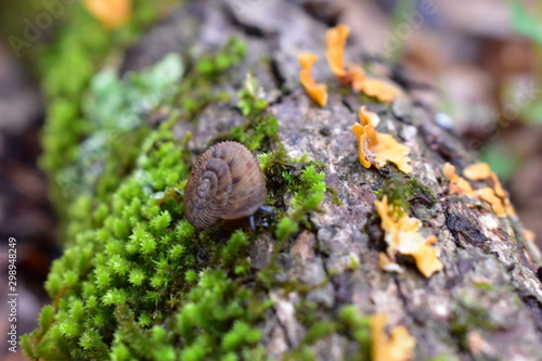 snail shell peek